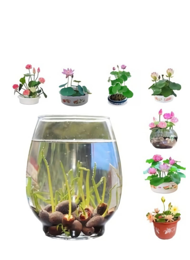 Generic - 30 Pcs Mixed Bonsai Lotus Flower Seeds Mixed Color Water Lily Flower Plant Fresh Garden Seeds,for Growing Seeds in The Garden - Image 1