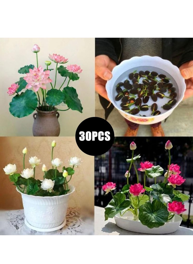Generic - 30 Pcs Mixed Bonsai Lotus Flower Seeds Mixed Color Water Lily Flower Plant Fresh Garden Seeds,for Growing Seeds in The Garden - Image 1