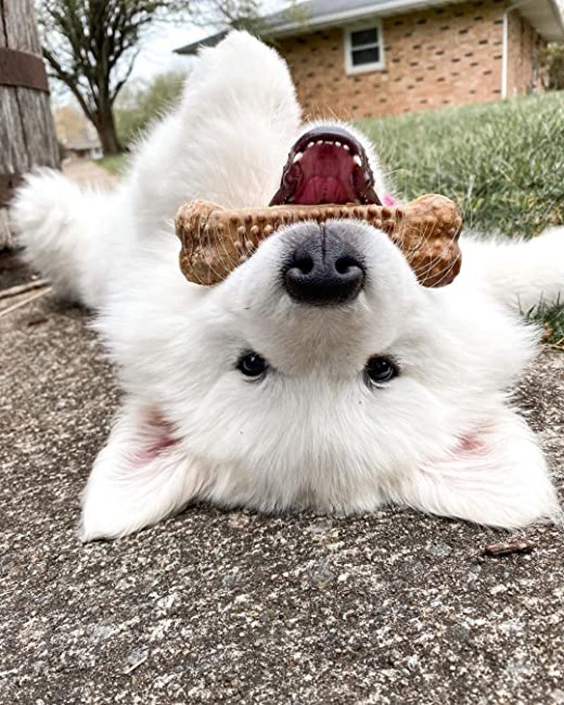 Nylabone Nubz Natural Edible Chew Treats for Dogs, Made in USA, Chicken Flavor, Large - Up to 50 lbs. (40 Count) - Image 5