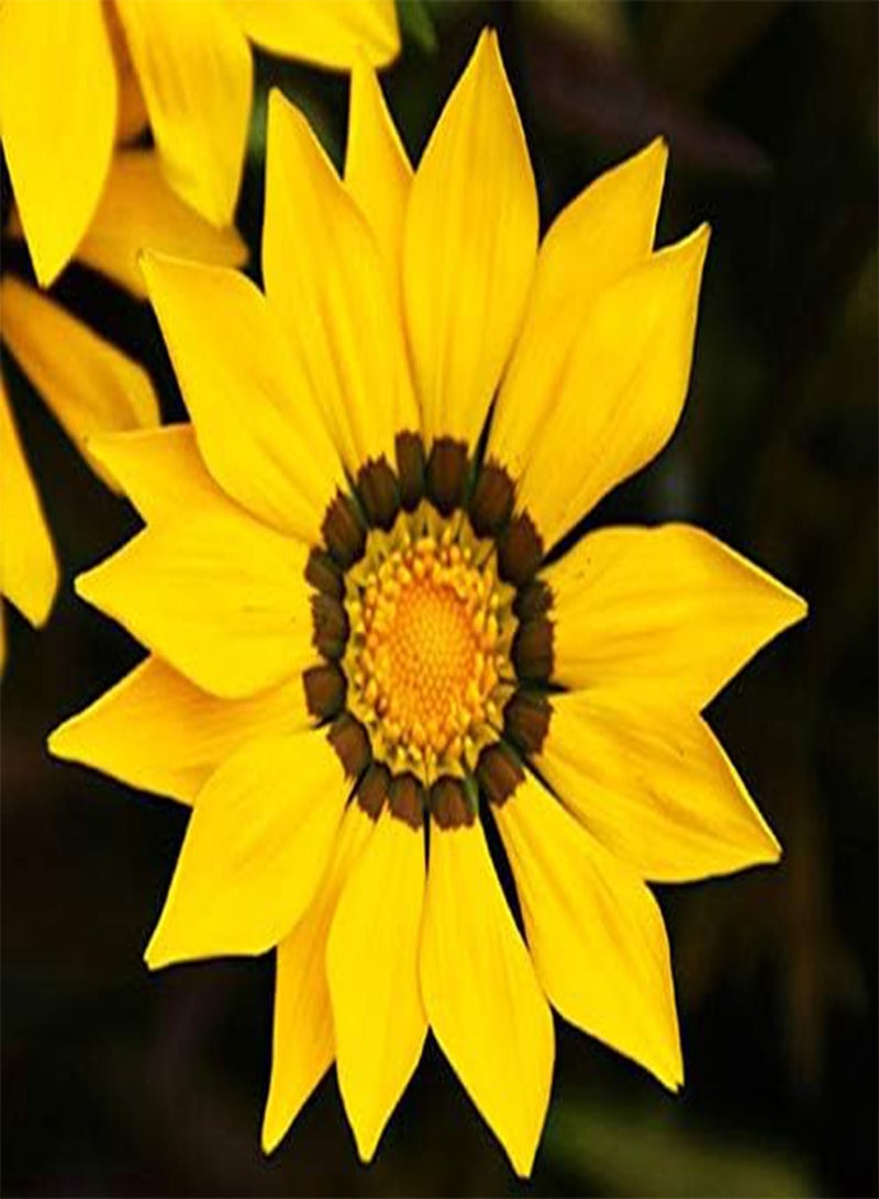 GGOOT seeds Fresh 100 Pcs Gazania Rigens Flower Seeds for Planting Yellow
