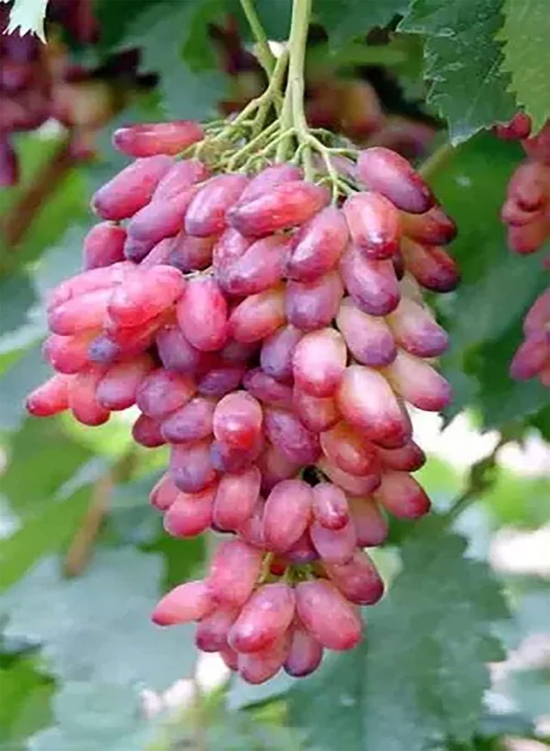 جي جوت 20 قطعة من بذور العنب الأحمر، نظام جذر معمر طبيعي متطور يتحمل الجفاف بشدة، واحدة من الفواكه المفضلة لمحبي البستنة، ديكور فني منزلي - Image 2