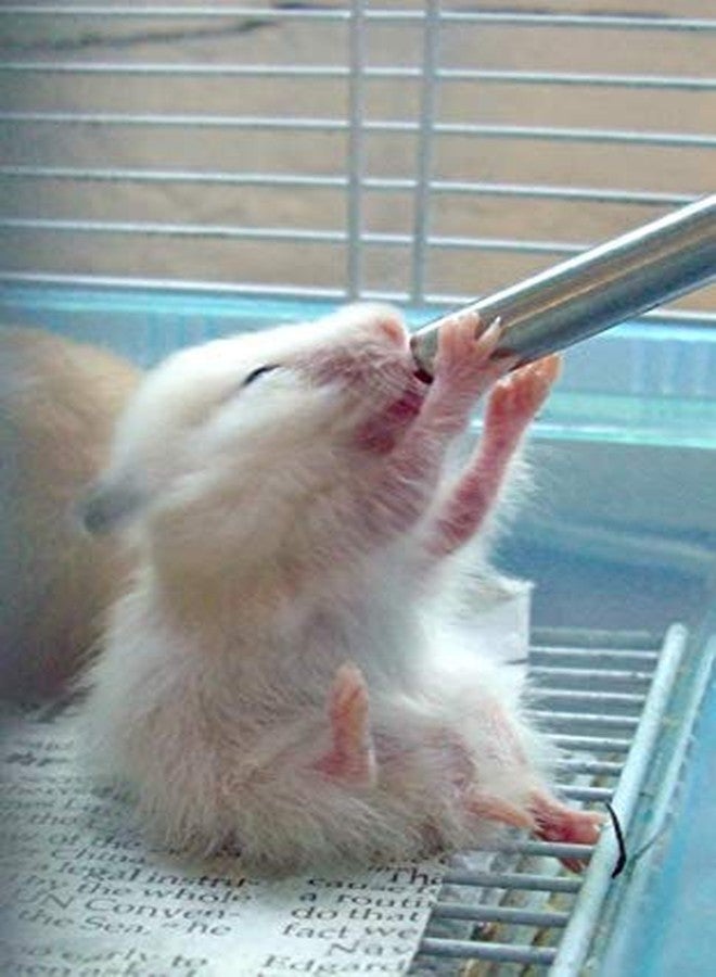 KittuPet زجاجة ماء معلقة من KittuPet، موزع مياه، مانعة للتنقيط، مانعة للتسرب، مناسبة للهامستر، خنزير غينيا والأرنب (متعددة الألوان) (250 مل) - Image 4