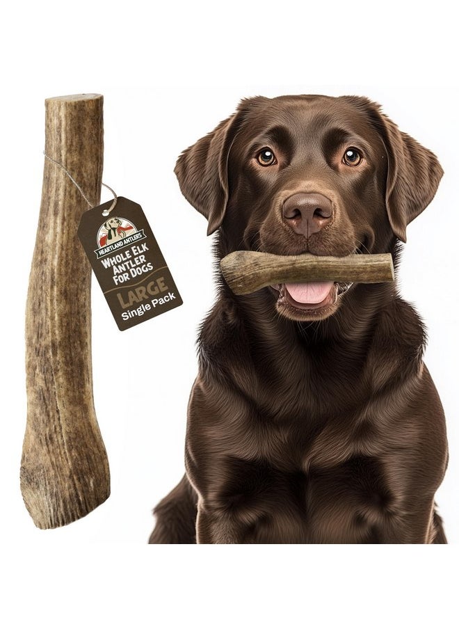 Heartland Antlers Heartland Elk Antlers for Dogs - Grade A, Naturally Shed Antlers | Dog Bones for Aggressive Chewers & Teething Puppies | All Breeds Chew Toy USA Made & Veteran Owned (Whole: 7", Large, 1-Pack)  - Image 1