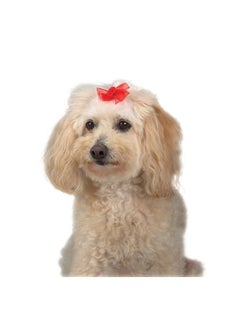 ARIA Sheer Delight Bows for Dogs, 100-Piece Canisters 