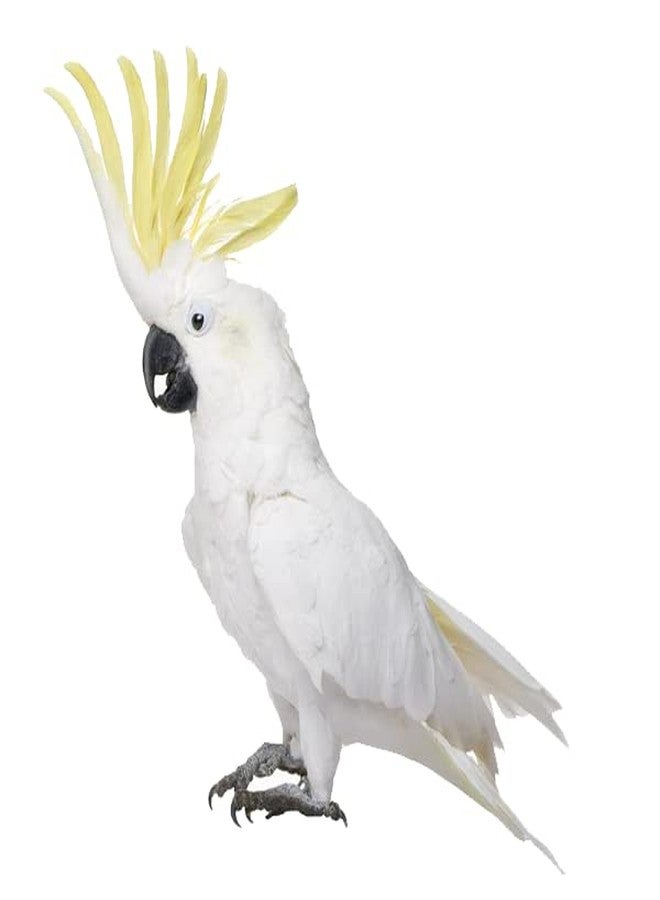 BIRDIE'S مجموعة بيردي من بذور دوار الشمس 750 غرام + 1 كيلوغرام من الدخن المختلط (كانغني) للطيور (طيور الحب، الببغاوات الأسترالية، الكوكاتيل، الببغاء الصغير، الكونيور، الكوكاتو، المكاو، والرمادي الأفريقي) طبيعية 100% وخالية من المواد الكيميائية - Image 5