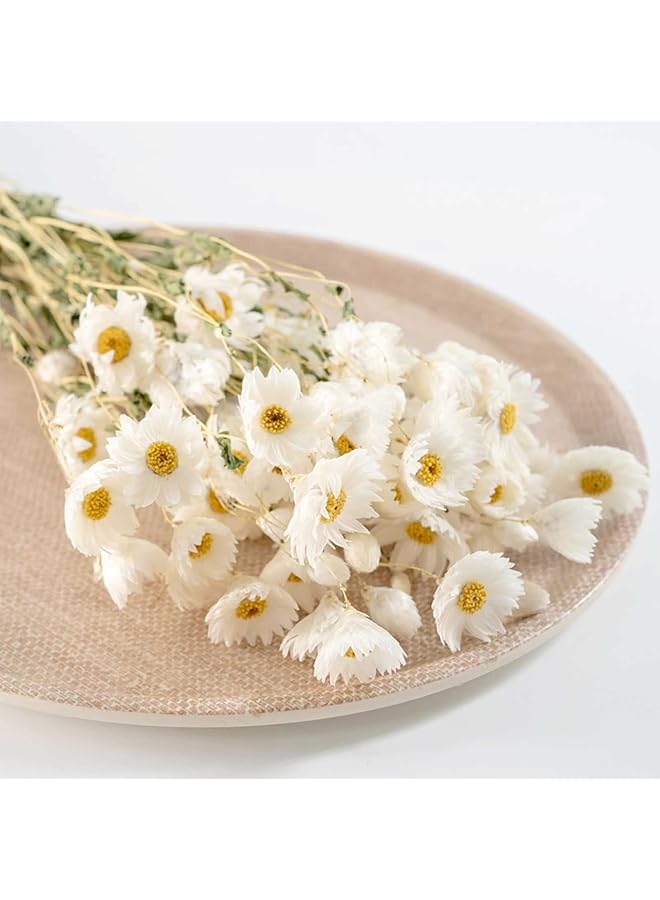 إيروريكس باقة زهور الأقحوان المجففة 150+ زهور بيضاء جافة عباد الشمس الاصطناعية 17 بوصة ترتيبات زهور الأقحوان الطبيعية لديكور مزهرية المزرعة لحفلات الزفاف والمكتب المنزلي - Image 5