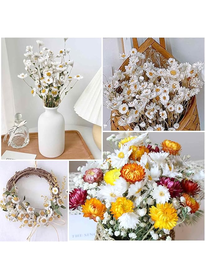 إيروريكس باقة زهور الأقحوان المجففة 150+ زهور بيضاء جافة عباد الشمس الاصطناعية 17 بوصة ترتيبات زهور الأقحوان الطبيعية لديكور مزهرية المزرعة لحفلات الزفاف والمكتب المنزلي - Image 4