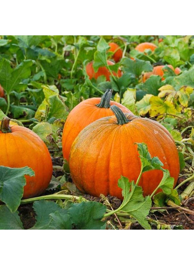 Pumpkin F1 Hybrid 406 Vegetable Seeds