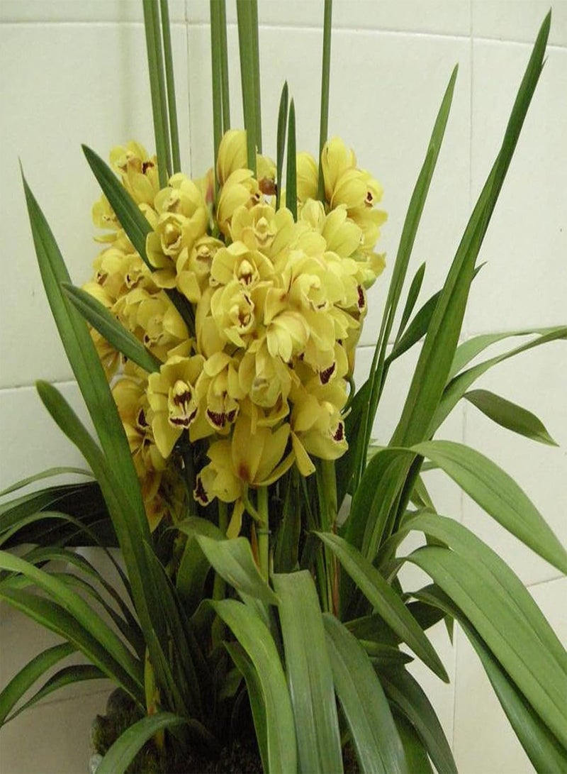 جي جوت 100 قطعة/حقيبة من بذور سيمبيديوم فابري، بذور زهور برتقالية عطرية طازجة صديقة للبيئة للحديقة - بذور - Image 5