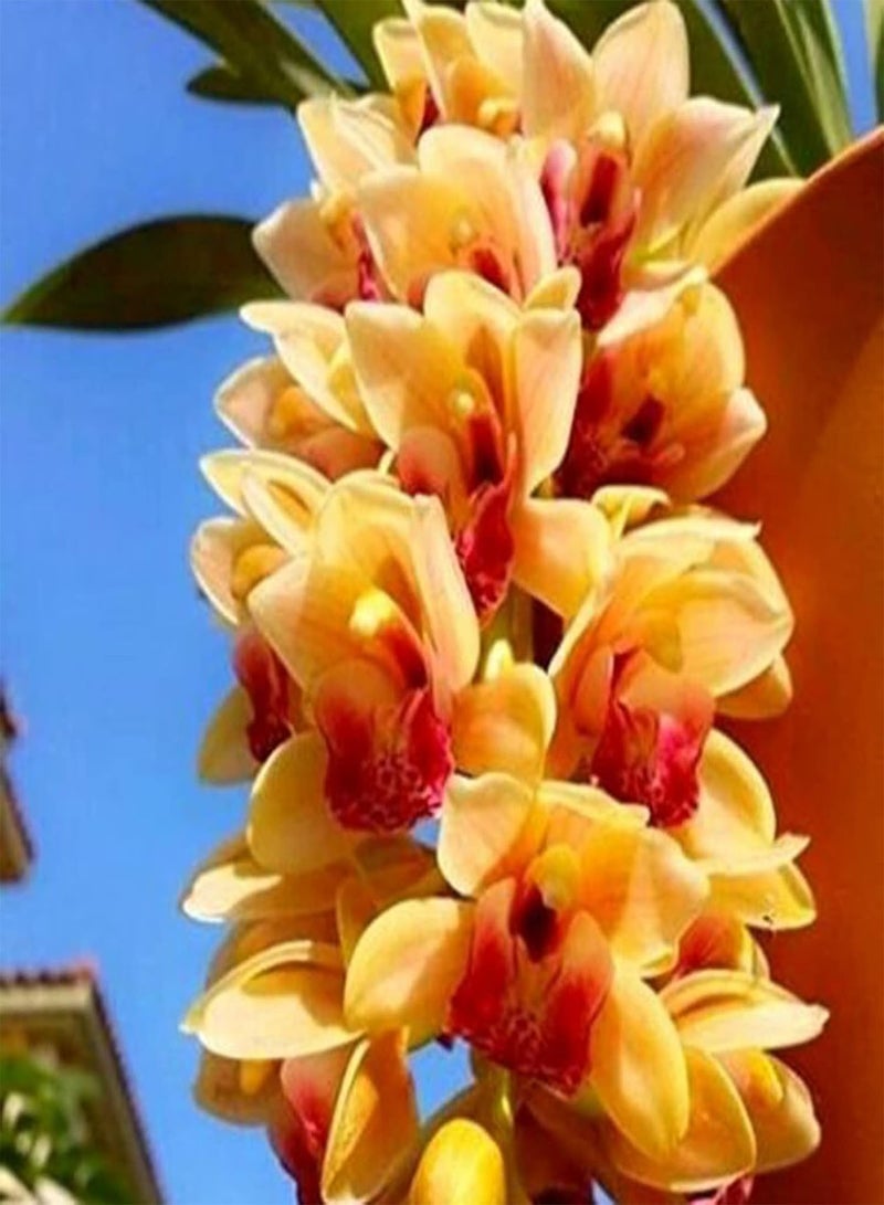 جي جوت 100 قطعة/حقيبة من بذور سيمبيديوم فابري، بذور زهور برتقالية عطرية طازجة صديقة للبيئة للحديقة - بذور - Image 2