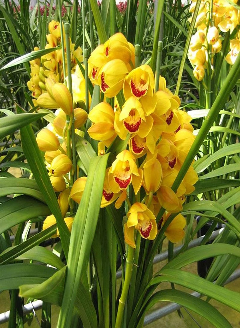 جي جوت 100 قطعة/حقيبة من بذور سيمبيديوم فابري، بذور زهور برتقالية عطرية طازجة صديقة للبيئة للحديقة - بذور - Image 3