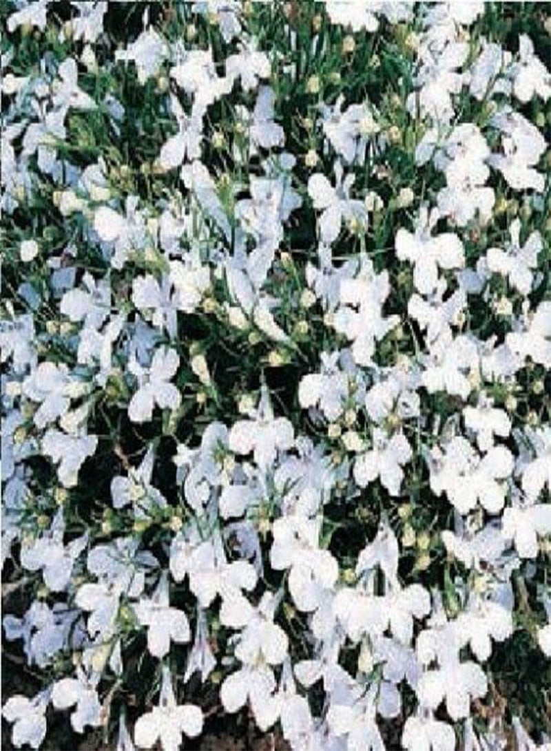 GGOOT 500 Seeds of Flower Trailing Lobelia Fountain White