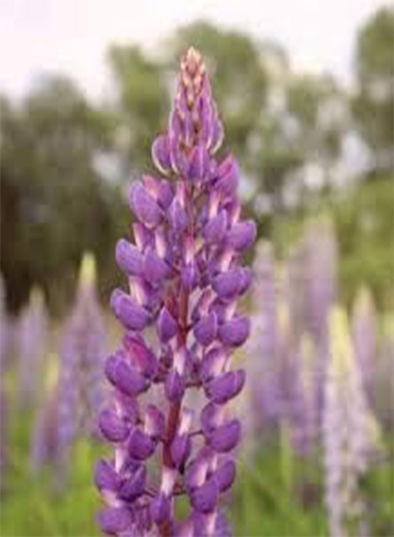 GGOOT seeds Fresh 200 Pcs Lupine Flower seeds for Planting Violet 1