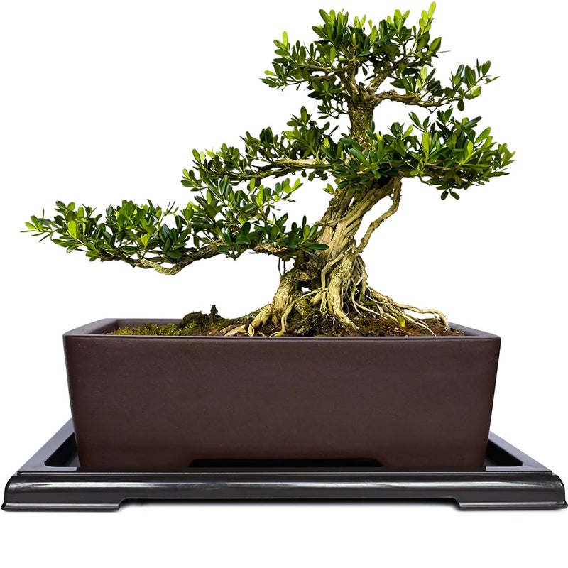 MUZHI Unglazed Zisha Bonsai Pot with Humidity Tray, Rectangle Bonsai Tree Planter with Drainage for Ficus, Succulent etc. (Classic Rectangle) - Image 1