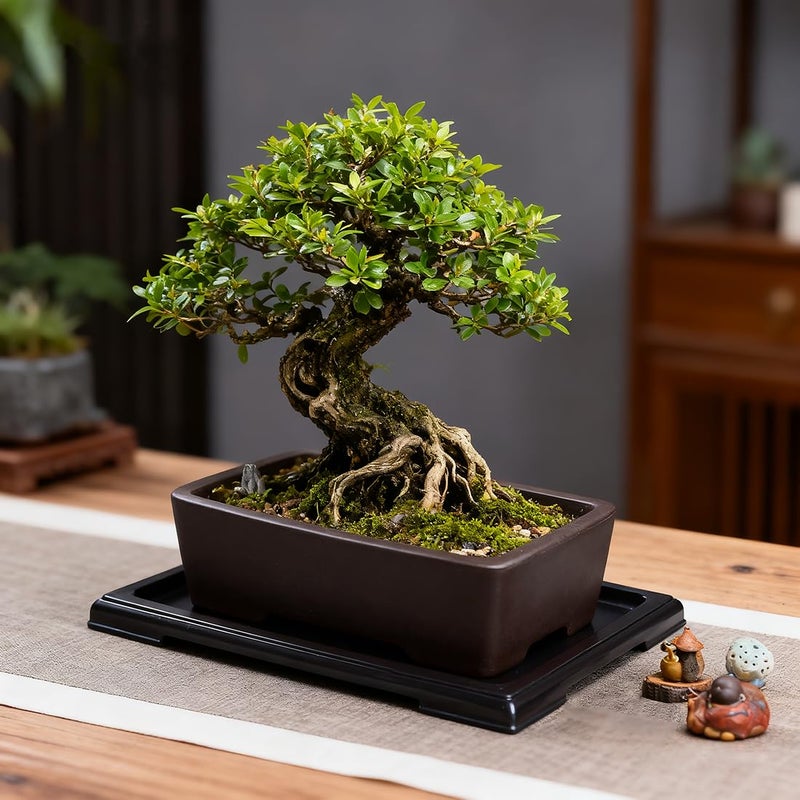 MUZHI Unglazed Zisha Bonsai Pot with Humidity Tray, Rectangle Bonsai Tree Planter with Drainage for Ficus, Succulent etc. (Classic Rectangle) - Image 5