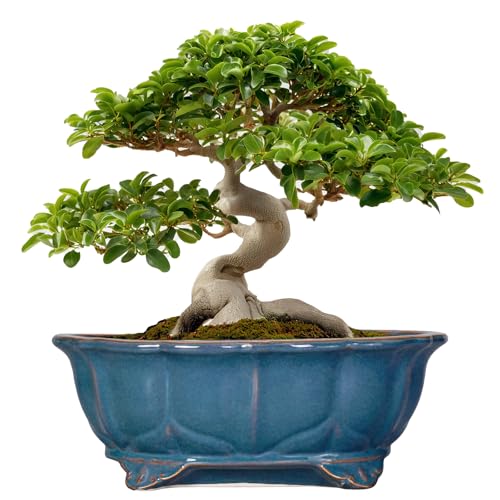 Teagas Bonsai Pots - 13.2 Inch Oval Ceramic Pots for Plants, Large Succulent Planter with Drainage Hole, Decorative Planters for Indoor Outdoor, Garden House Decor, Housewarming Gifts, Retro Blue - Image 1
