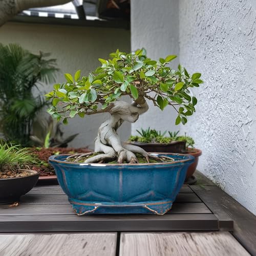 Teagas Bonsai Pots - 13.2 Inch Oval Ceramic Pots for Plants, Large Succulent Planter with Drainage Hole, Decorative Planters for Indoor Outdoor, Garden House Decor, Housewarming Gifts, Retro Blue - Image 3