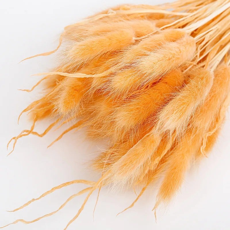 Bluejw Colorful Dried Bunny Tails - Natural B-2618 Lagurus Ovatus Pampas Grass for Home Decor, Dried Plants Arrangement - Image 1