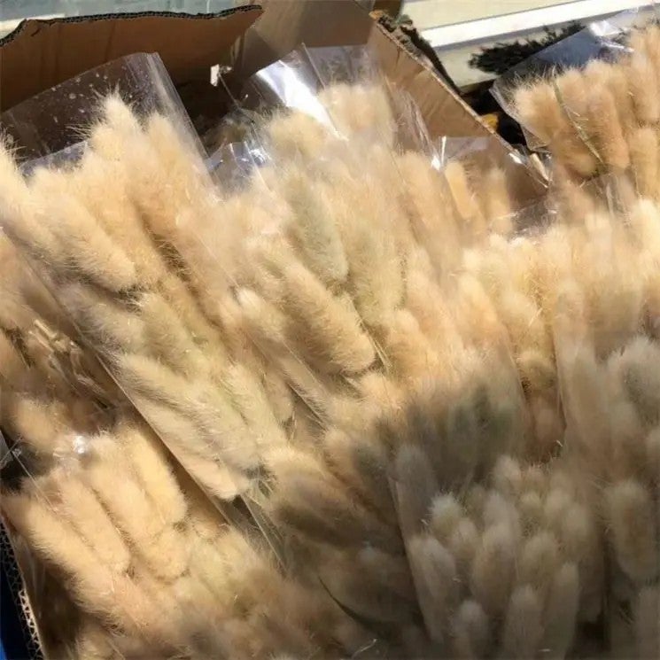 Bluejw Colorful Dried Bunny Tails - Natural B-2618 Lagurus Ovatus Pampas Grass for Home Decor, Dried Plants Arrangement - Image 4
