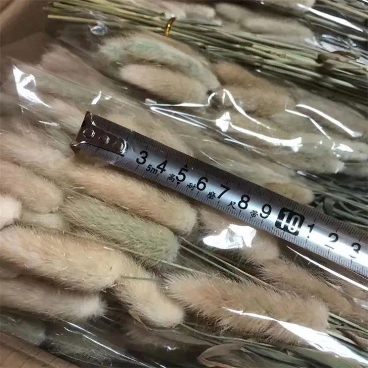 Bluejw Colorful Dried Bunny Tails - Natural B-2618 Lagurus Ovatus Pampas Grass for Home Decor, Dried Plants Arrangement - Image 3