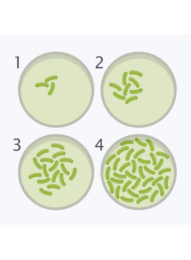 Bacteria Science Kit Petri Dishes With Agar And Swabs ; Top Science Fair Project Bacteria Growing Kit ; Prepoured Lbagar Plates And Cotton Swabs ; Stem For Kids Aged 6 7 8 9 10 Girls Boys Gifts