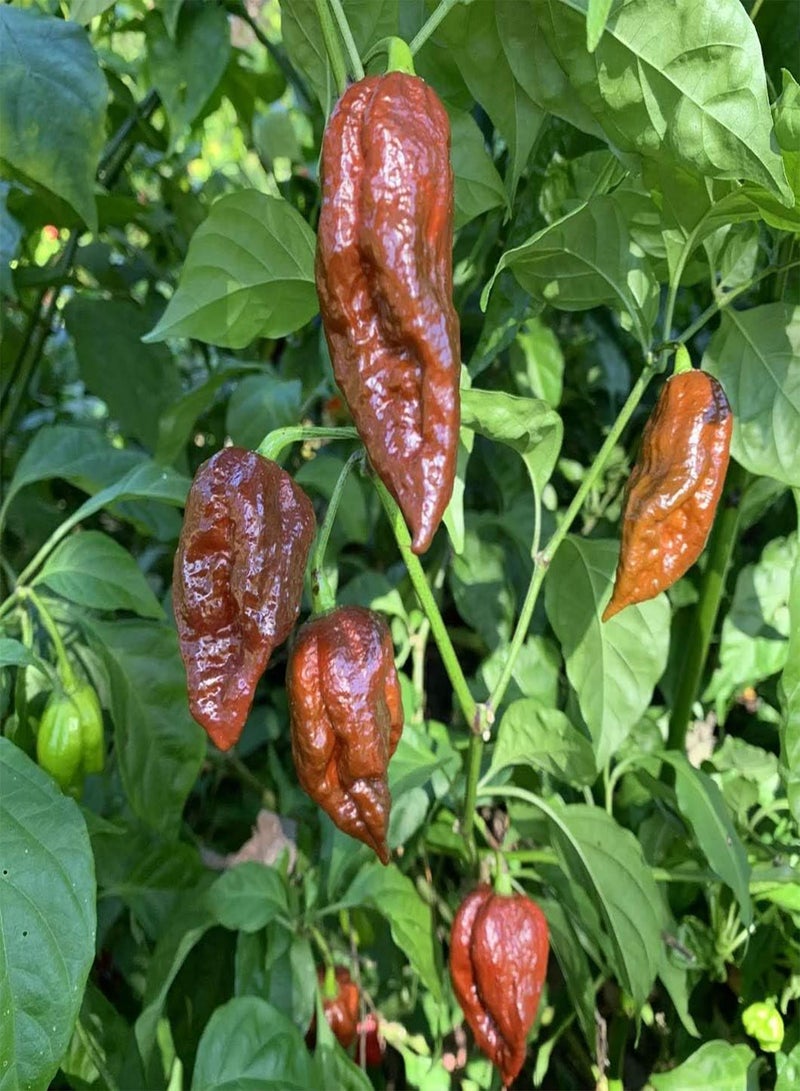 GGOOT 25pcs Bhut Jolokia vegitable Seeds - Image 2