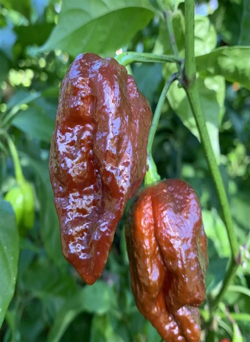 GGOOT 25pcs Bhut Jolokia vegitable Seeds - Image 3