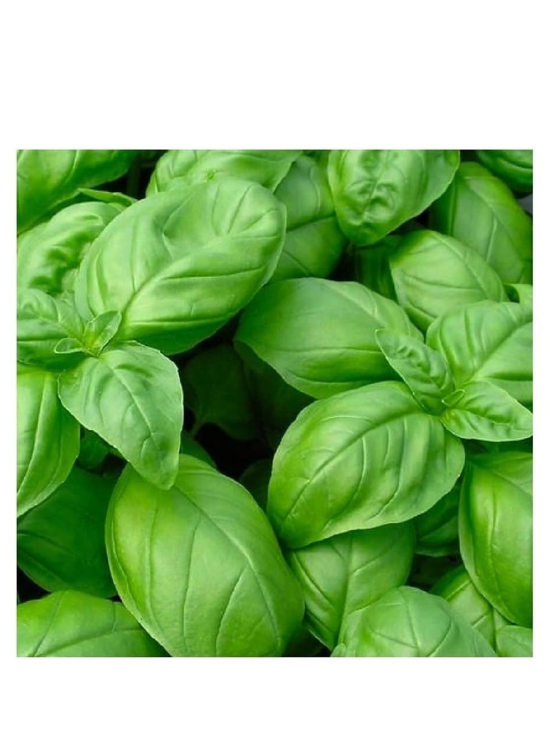 vsell24 3Pack Organic Basil Seeds For Planting Grow Basil At Home Non GMO Vegetable Seeds With 98% Cleaness, 95% Purity, 85% Germination Rate 10g - Image 3