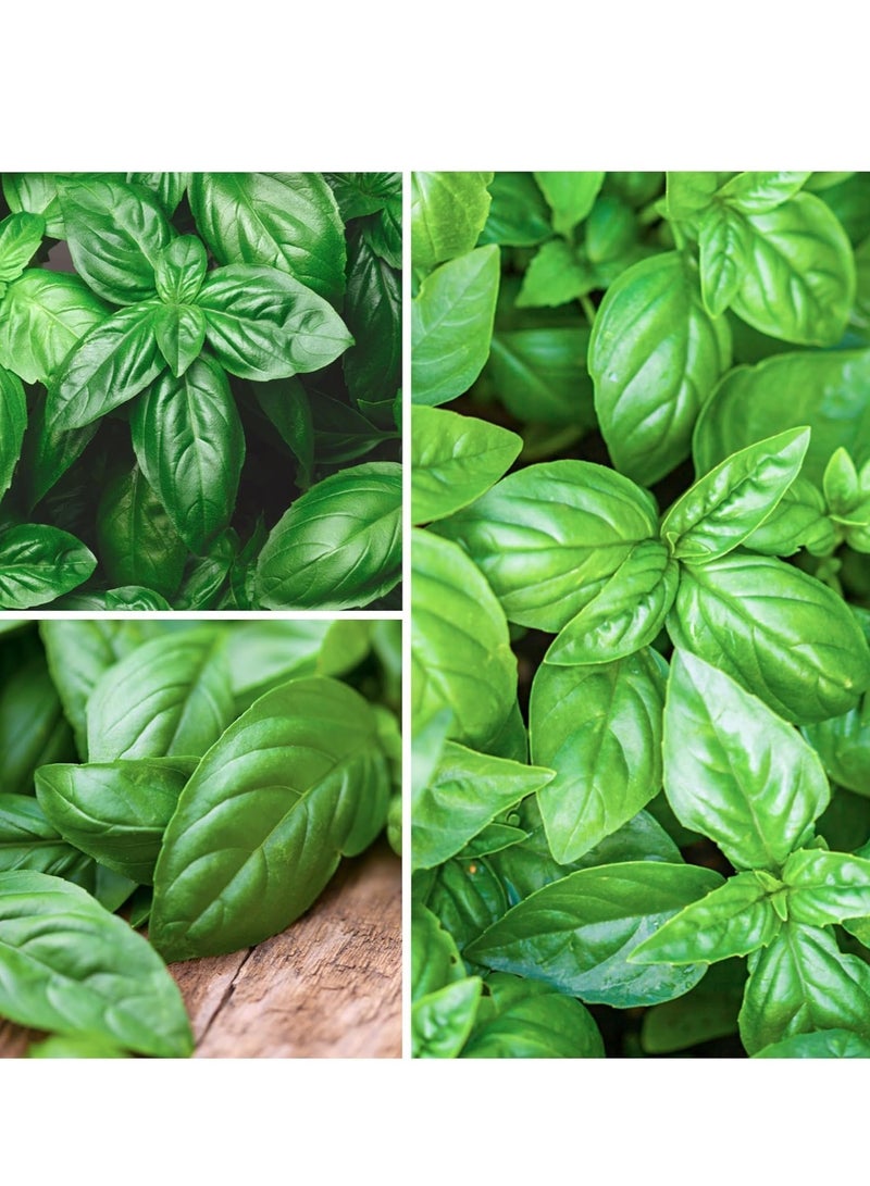vsell24 3Pack Organic Basil Seeds For Planting Grow Basil At Home Non GMO Vegetable Seeds With 98% Cleaness, 95% Purity, 85% Germination Rate 10g - Image 4