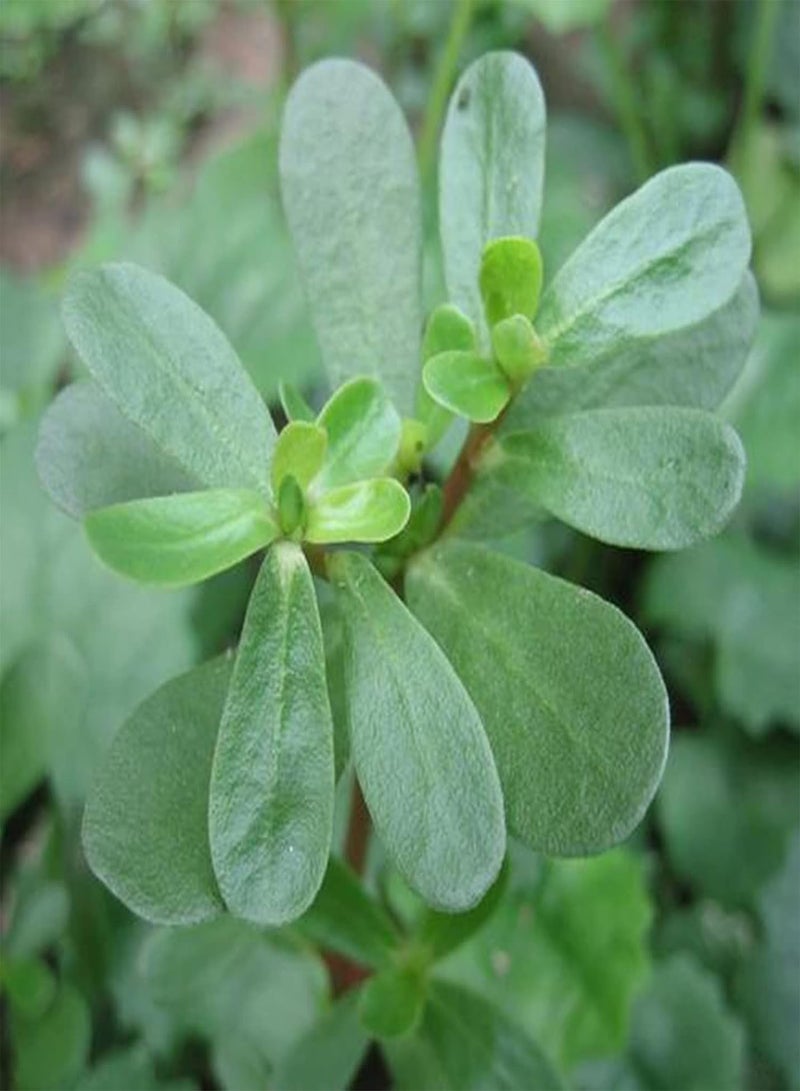 GGOOT 1 Pack Natural Herb Plants Seeds Prolific High Yield Non GMO Origanum Vulgare Seedlings for Garden Seed 1size - Image 5