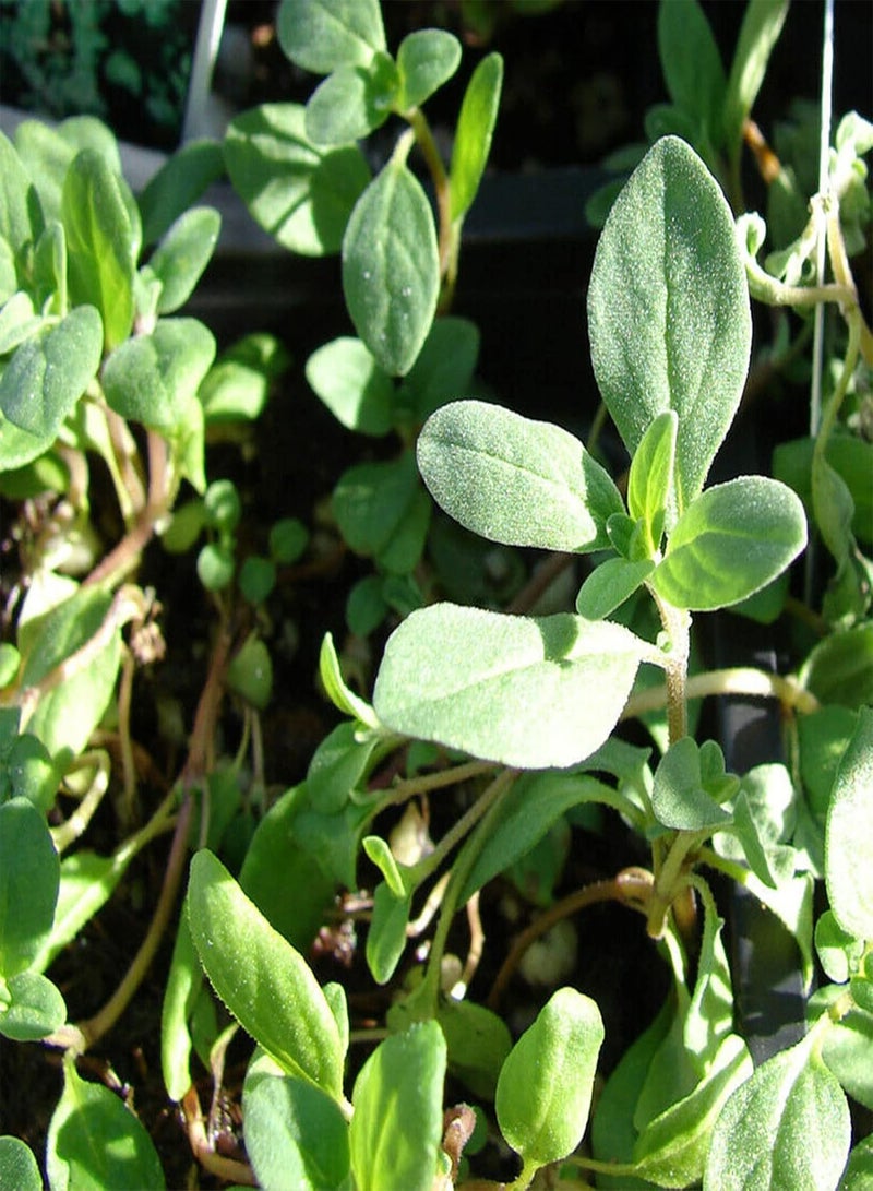 GGOOT 1 Pack Natural Herb Plants Seeds Prolific High Yield Non GMO Origanum Vulgare Seedlings for Garden Seed 1size - Image 3