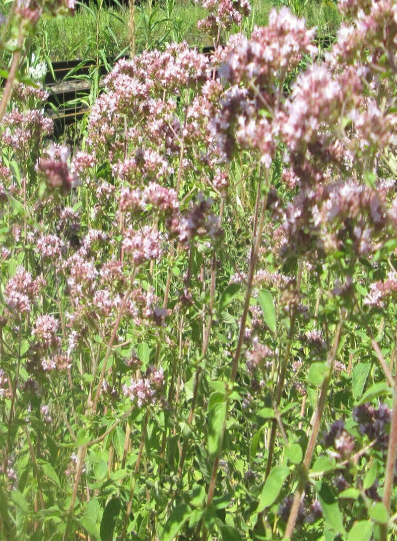 GGOOT 1 Pack Natural Herb Plants Seeds Prolific High Yield Non GMO Origanum Vulgare Seedlings for Garden Seed 1size - Image 4