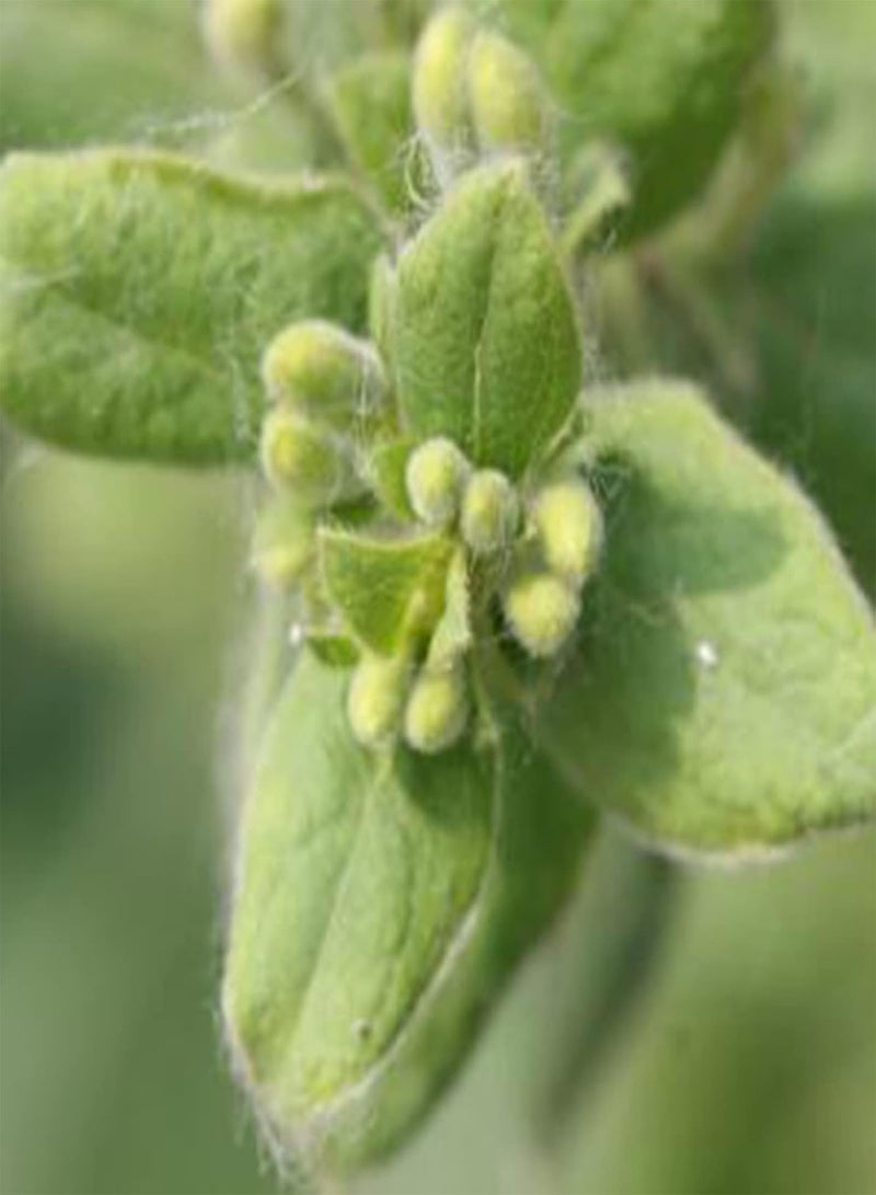 GGOOT 1 Pack Natural Herb Plants Seeds Prolific High Yield Non GMO Origanum Vulgare Seedlings for Garden Seed 1size - Image 1