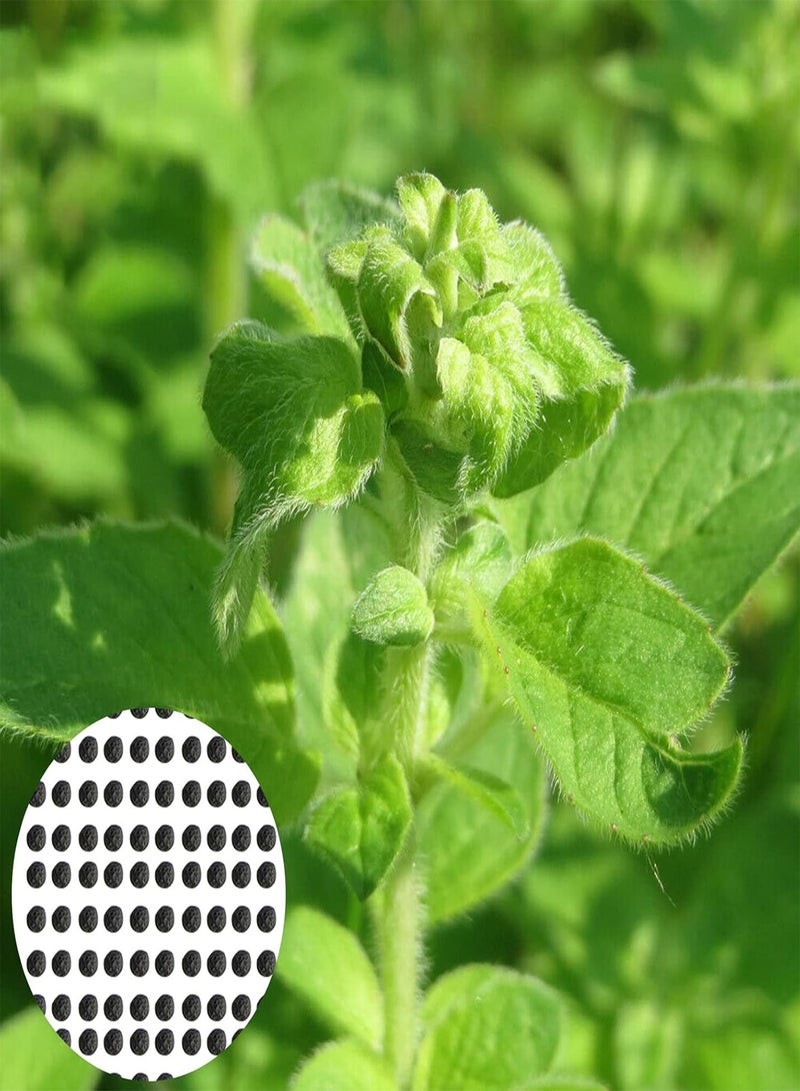 GGOOT 1 Pack Natural Herb Plants Seeds Prolific High Yield Non GMO Origanum Vulgare Seedlings for Garden Seed 1size - Image 2