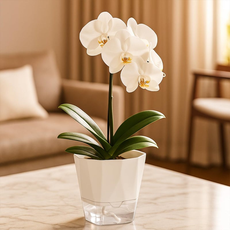 Planterhoma 2 Pack Self Watering Pots for Indoor Plants, 8.4 Inches Self Watering Planters Large African Violet Self Watering Clear Pots for Plants Large Herb Orchid Flower Houseplant Pots, White - Image 2