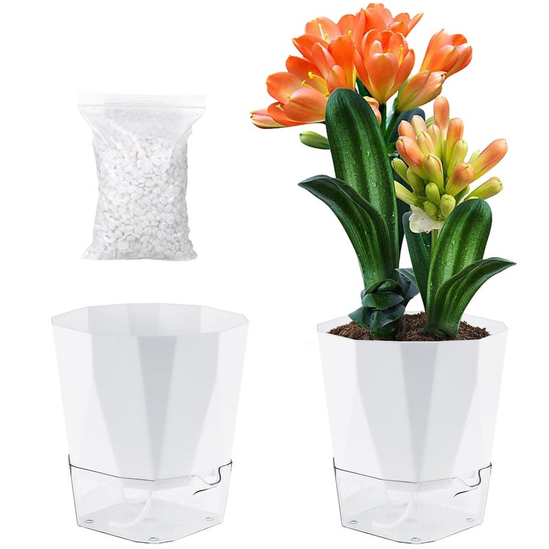 Planterhoma 2 Pack Self Watering Pots for Indoor Plants, 8.4 Inches Self Watering Planters Large African Violet Self Watering Clear Pots for Plants Large Herb Orchid Flower Houseplant Pots, White - Image 1