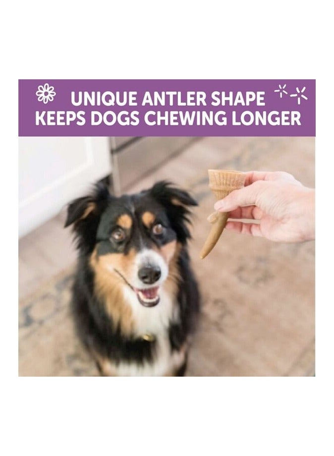 ويمزيس علكات أسنان طبيعية من WHIMZEES Occupy Antler للكلاب - كبيرة (6 قطع) - Image 2