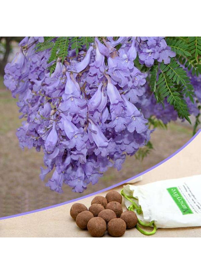 Jacaranda mimosifolia Neel Mohar 20 Seed balls