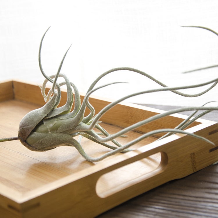 Place Of Origin Supply Guangzhou Succulents Pineapple Air Grass Home Decoration Fake Flower Potted Plants - Image 1