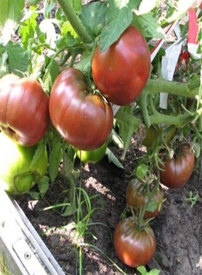 GGOOT 1 Bag Purple Tomato Seeds, Non GMO Prolific Productive High Yield Tomato Seeds for Home Purple Tomato Seeds - Image 2