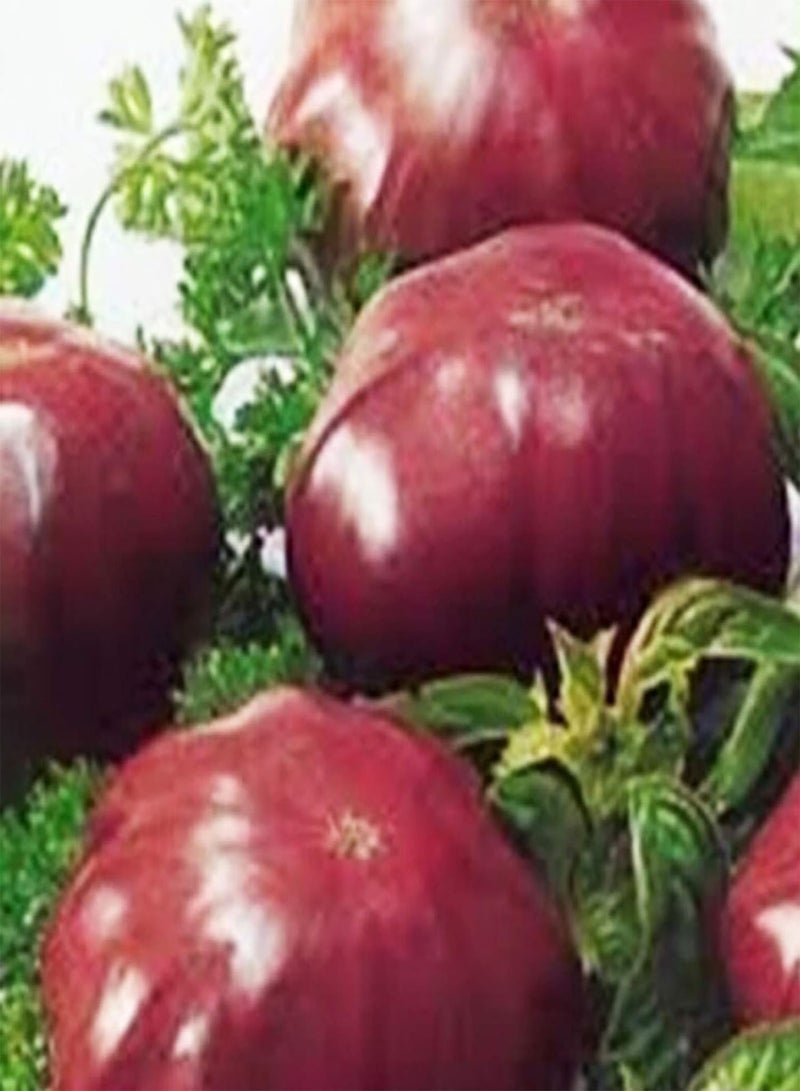 GGOOT 1 Bag Purple Tomato Seeds, Non GMO Prolific Productive High Yield Tomato Seeds for Home Purple Tomato Seeds - Image 1