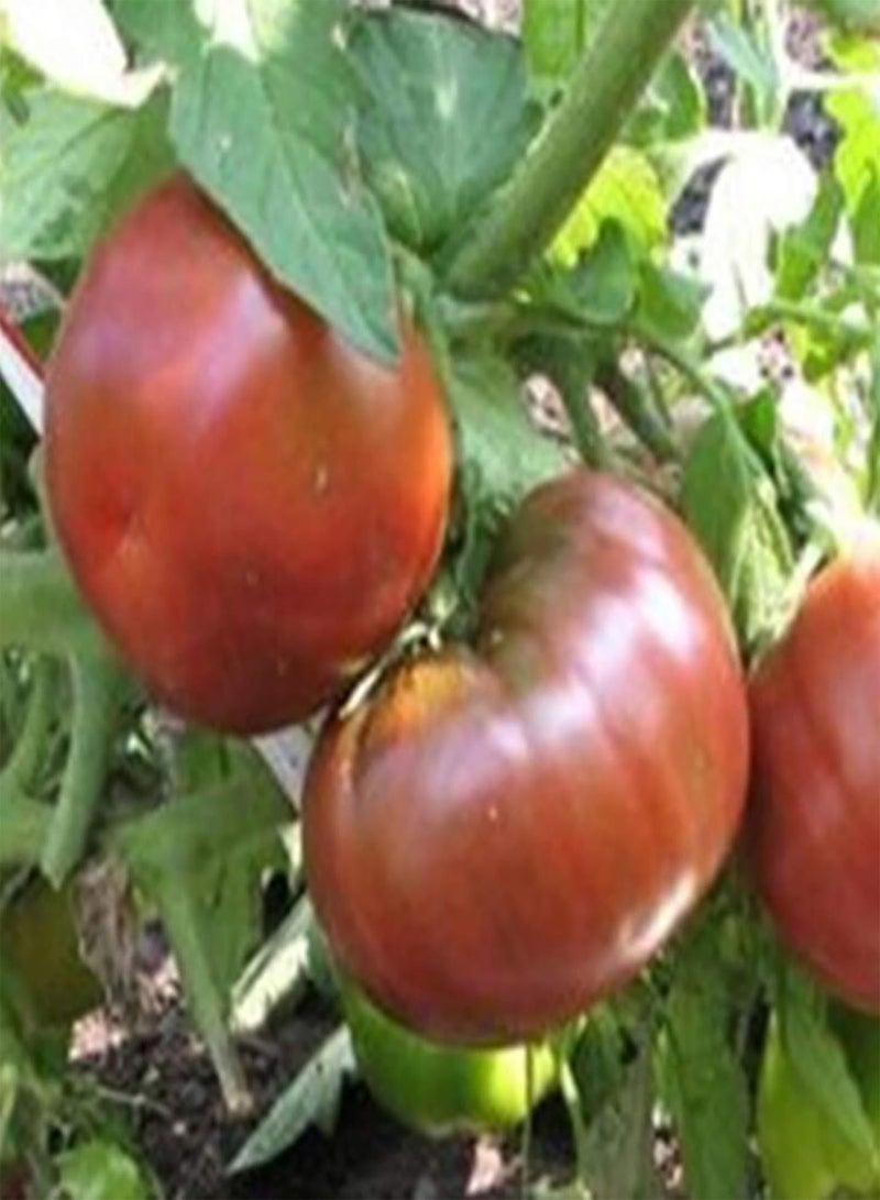 GGOOT 1 Bag Purple Tomato Seeds, Non GMO Prolific Productive High Yield Tomato Seeds for Home Purple Tomato Seeds - Image 3