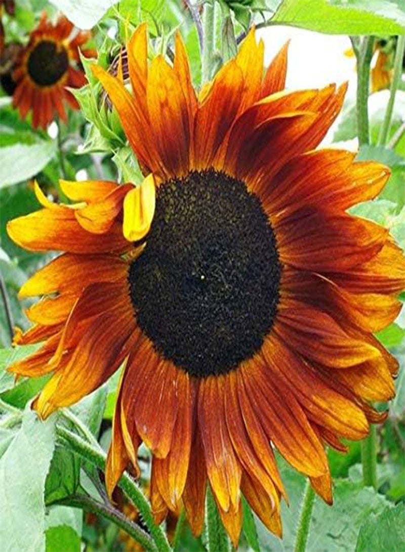 Crimson Queen Sunflower - Helianthus Annuus Flower Seeds, Tall Sunflowers Home Garden Planting by Heavy Torch, 20 Seeds