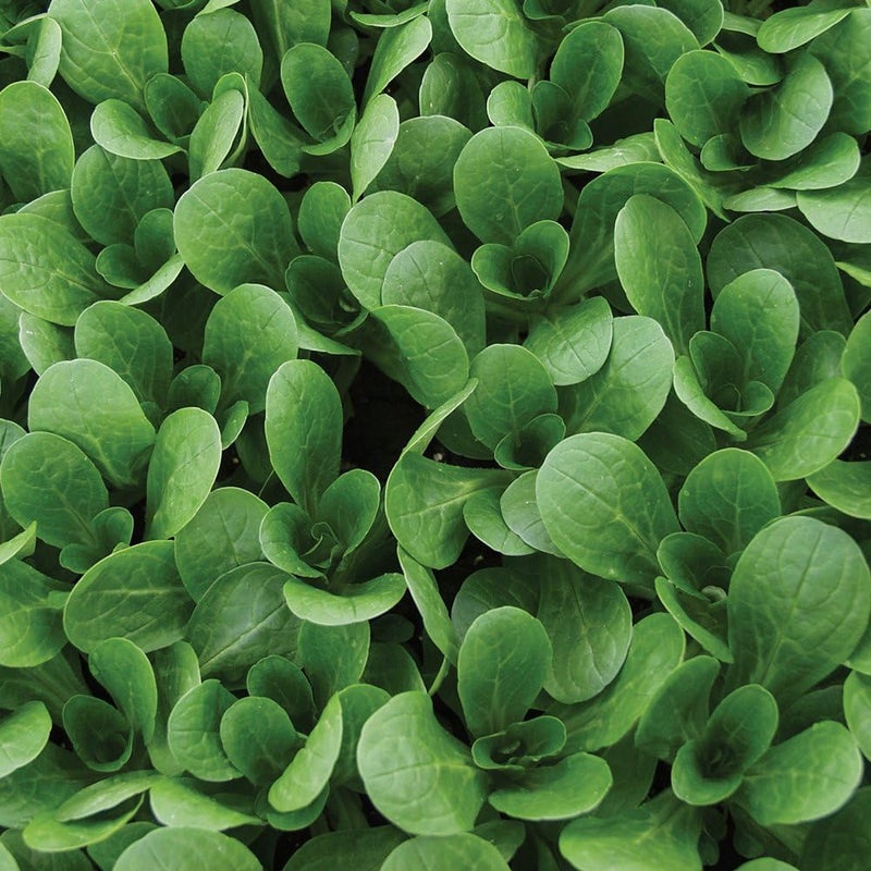 Burpee بذور سلطة الذرة العضوية فيت ميلد 220 بذور - Image 1