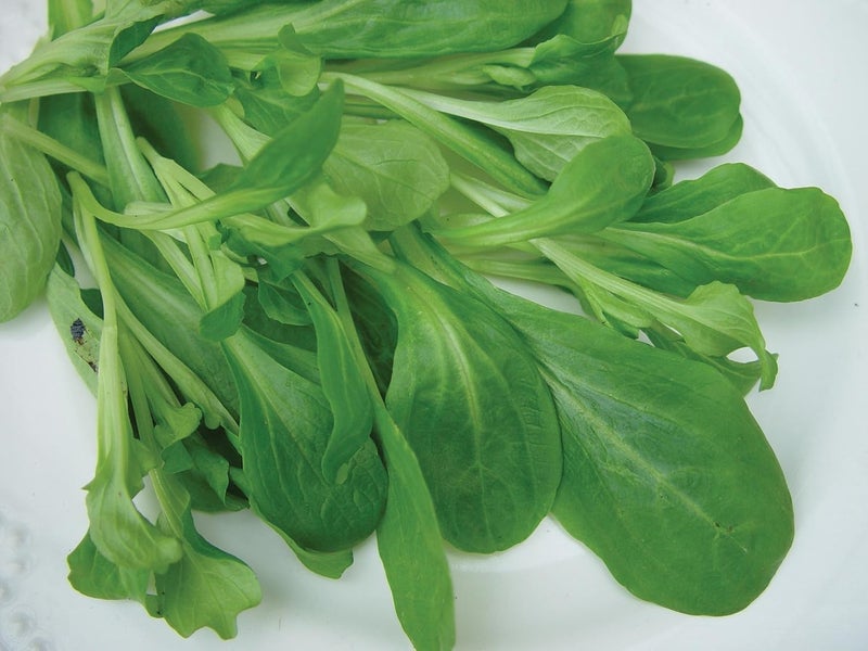 Burpee بذور سلطة الذرة العضوية فيت ميلد 220 بذور - Image 3