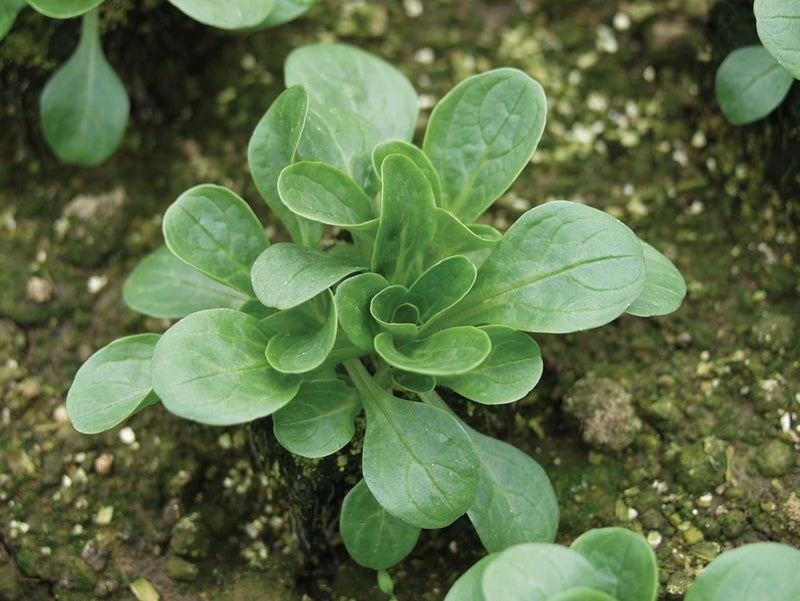 Burpee بذور سلطة الذرة العضوية فيت ميلد 220 بذور - Image 2