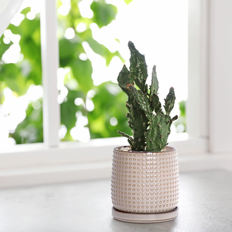 D'vine Dev 4 Inch Ceramic Beaded Stoneware Planter Pot - Flower Pot with Drainage Holes and Saucers for Indoor Succulent Plants or Flowers, Light Brown, 27-C-Z-4 - Image 5
