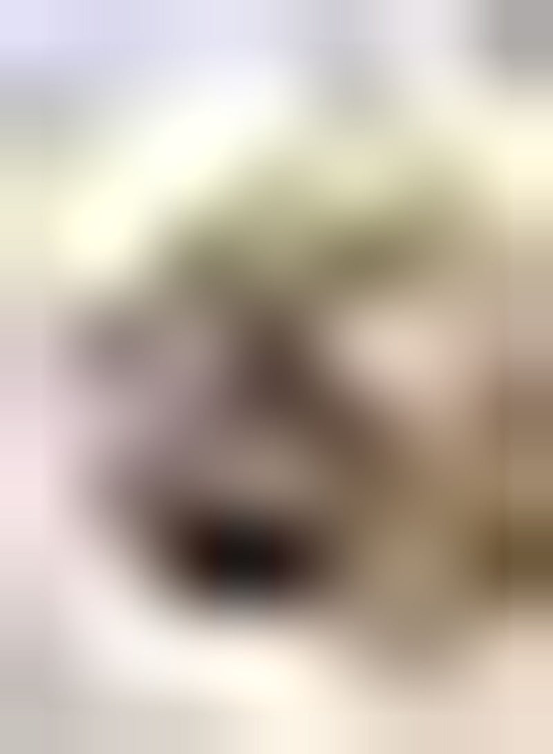 جي جوت بذور فيولا تاردروبس F1 مختلطة × 20 للسلال