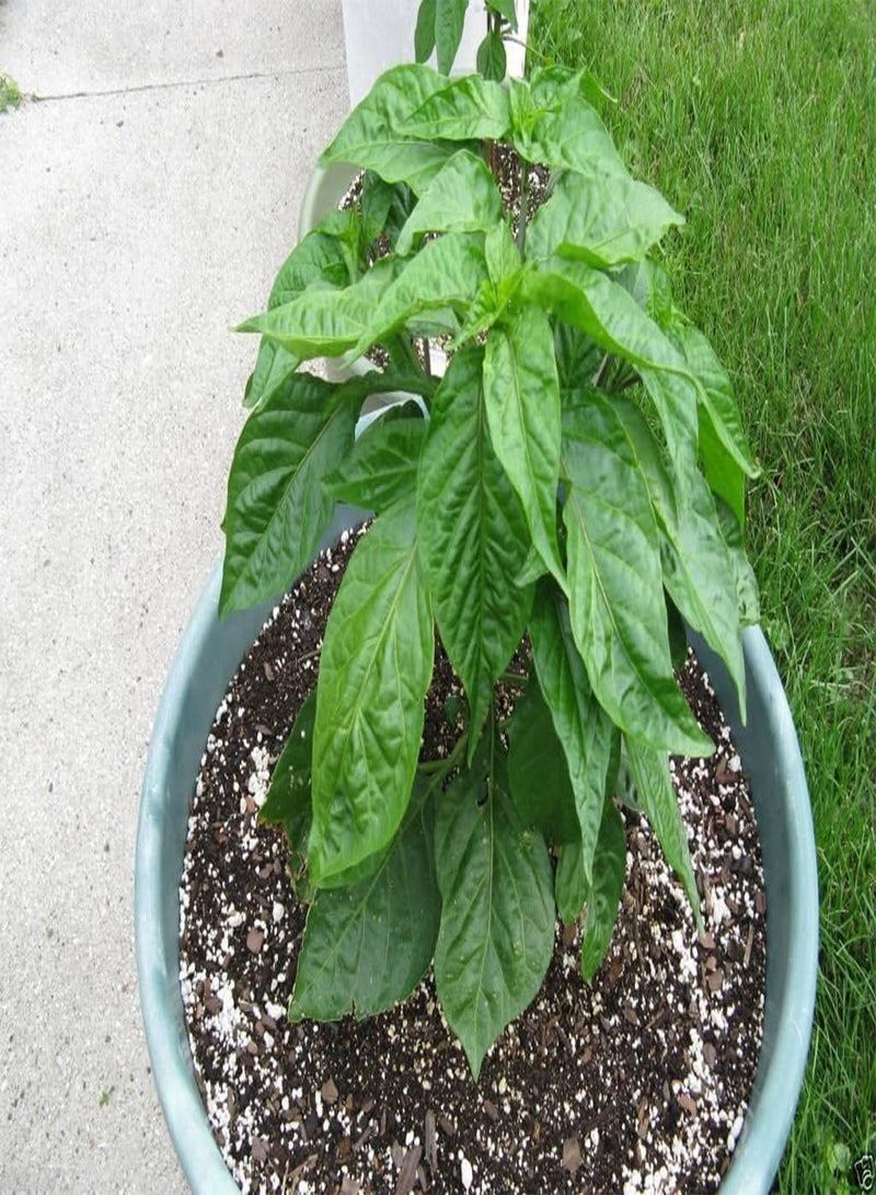 جي جوت بريك تشي فا، إرث عائلي من تايلاند، استخدمه طازجًا أو مجففًا. (25 بذرة) - Image 4