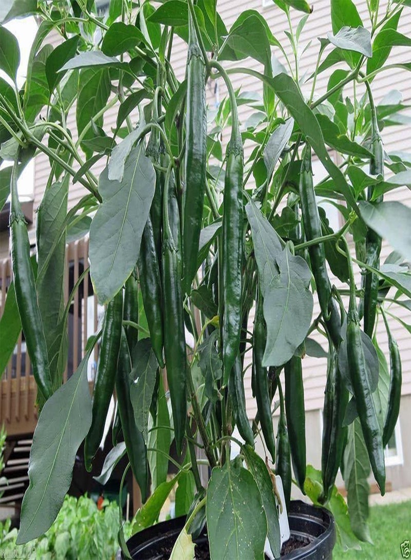 جي جوت بريك تشي فا، إرث عائلي من تايلاند، استخدمه طازجًا أو مجففًا. (25 بذرة) - Image 5